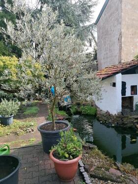 Foto - Einfamilienhaus in Leimen zum Kaufen