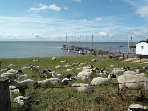 Foto - Ferienhaus am Nordseedeich last minute Weihnachten Hooksiel