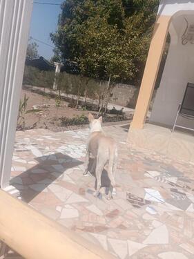 Foto - Einfamilienhaus in Leipzig zum Kaufen