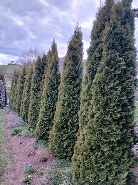 Foto - andere in Köln zur Miete
