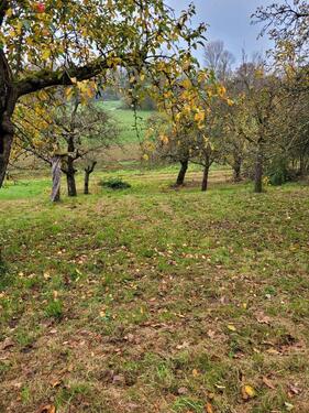 Foto - Obstwiese zu verpachten - 50,00 EUR Kaltmiete, ca.  0,00 m²