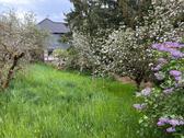 Foto - Ein grünes Baugrundstück in Catterfeld