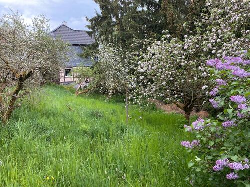 Foto - Ein grünes Baugrundstück in Catterfeld