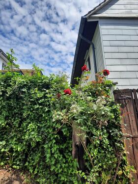 Foto - Einfamilienhaus in Malsfeld