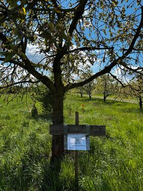 Foto - Grundstück, Wiese, Streuobstwiese, Ockstadt