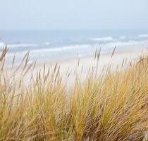 Ferienwohnung Kühlungsborn Last Minute 09.-22.05. mit HundKatze