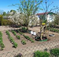 Kleingarten, 400m², isolierte Laube, 2 Gewächshäuser, Wasser frei - Stralsund