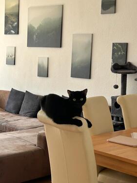 Foto - 2 Zimmer Wohnung Hanau - 920,00&nbsp;EUR Kaltmiete, ca.&nbsp; 61,00&nbsp;m&sup2;