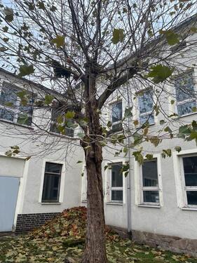 Foto - Einfamilienhaus in Burgstädt