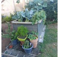 Kleingarten in 04539 Groitzsch - 700,00 EUR Kaltmiete, ca.  0,00 m² in Sonneberg (PLZ: 96515)