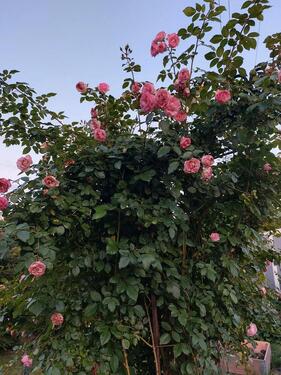Foto - Grundstück zur Miete in Sonneberg