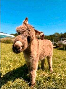 Foto - FerienwohnungBauernhof Urlaub mit HundRadlerquartier