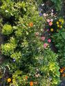 Foto - Garten mit Laube Herman Peters Kolonie Heiligenhafen