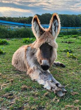 Foto - FerienwohnungMonteurzimmerBauernhof Urlaub mit HundLast Min