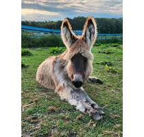 FerienwohnungMonteurzimmerBauernhof Urlaub mit HundLast Min - Hanerau-Hademarschen