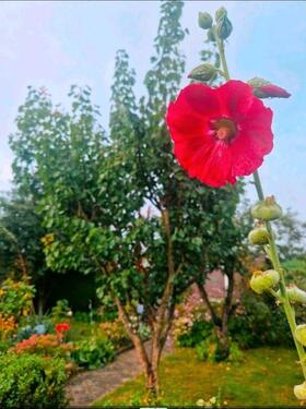 Foto - Schöner Schrebergarten direkt am Greifswalder Bodden