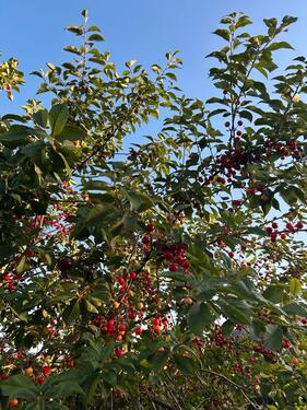 Foto - Grundst&uuml;ck in Leipzig