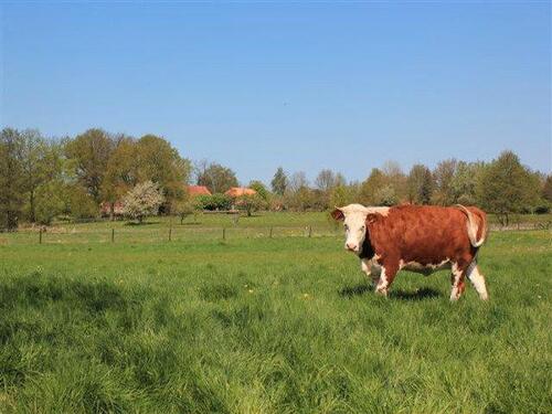 Foto - Dachgeschoßwohnung in Altenmedingen zur Miete