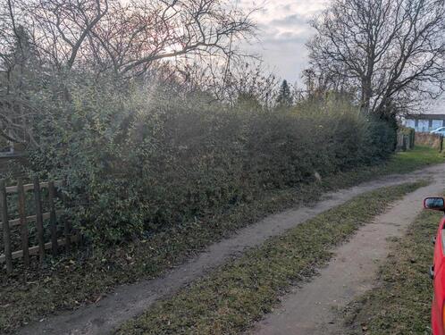 Foto - Grundst&uuml;ck zur Miete in Schwaan