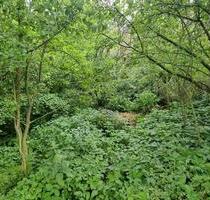 4099qm Wald Grundstück Pferdekoppel Tiere Pacht outdoor survival - Eisleben (Lutherstadt)