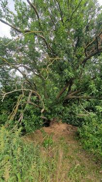Foto - Grundst&uuml;ck in Eisleben (Lutherstadt) zur Miete