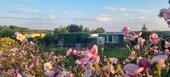 Foto - Pachtgarten Kleingarten Garten in Döbeln Nord