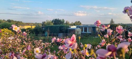Foto - Pachtgarten Kleingarten Garten in Döbeln Nord