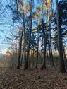 Foto - Wald Waldgrundstück - 4,00&nbsp;EUR Kaltmiete, ca.&nbsp; 0,00&nbsp;m&sup2;