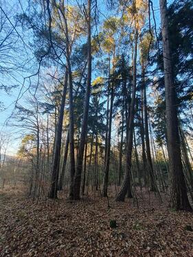 Foto - Wald Waldgrundstück - 4,00&nbsp;EUR Kaltmiete, ca.&nbsp; 0,00&nbsp;m&sup2;