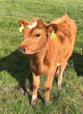 Foto - andere in Garding zur Miete