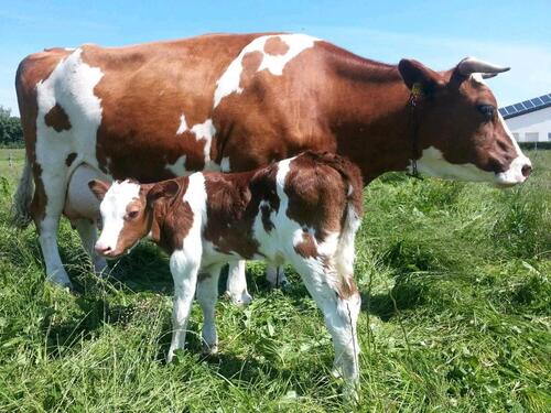Foto - Ferienwohnung Ferienhaus Eifel Bauernhof Kühe Hühner Pony