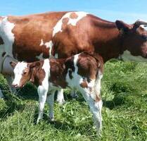 Ferienwohnung Ferienhaus Eifel Bauernhof Kühe Hühner Pony - Bleialf