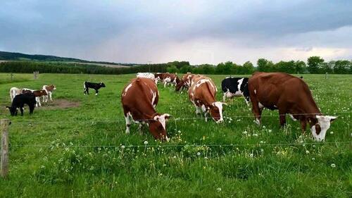 Foto - andere zur Miete in Bleialf