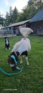 Foto - andere in Bleialf