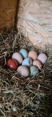 Foto - andere in Bleialf zur Miete