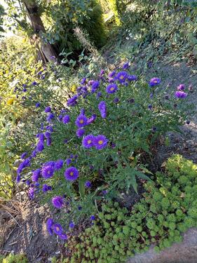 Foto - Pachtgarten - 4.999,00 EUR Kaltmiete, ca.  0,00 m²