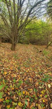 Foto - 3400qm FreizeitgrundstückGarten in Zweibrücken zu verpachten!