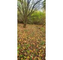 3400qm FreizeitgrundstückGarten in Zweibrücken zu verpachten!