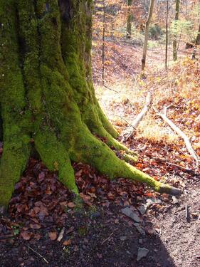 Foto - Tiefgaragenstellplatz (kein Duplex)