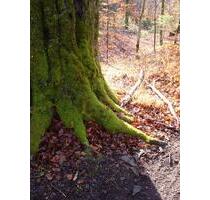 Tiefgaragenstellplatz (kein Duplex) - München Thalkirchen-Obersendling-Forstenried-Fürstenried-S