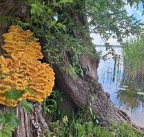 Wassergrundstück mit Bungalow am Malchiner See - Norderstedt