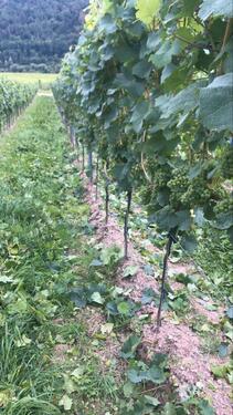 Foto - Weinberge Zeller Schwarze Katz - 3,00 EUR Kaltmiete, ca.  0,00 m²