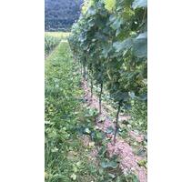 Weinberge Zeller Schwarze Katz - 3,00 EUR Kaltmiete, ca.  0,00 m² in Zell (Mosel) (PLZ: 56856)