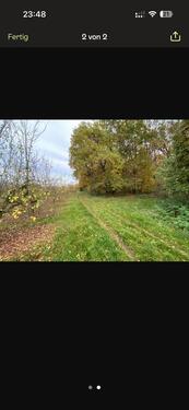 Foto - WieseWaldFreizeitgrundstück (IngelheimHeidesheim)