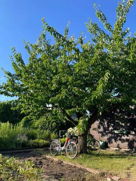 Foto - Grundst&uuml;ck in Braunschweig zur Miete