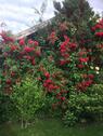 Foto - Kleingarten Brockesweg in Cuxhaven