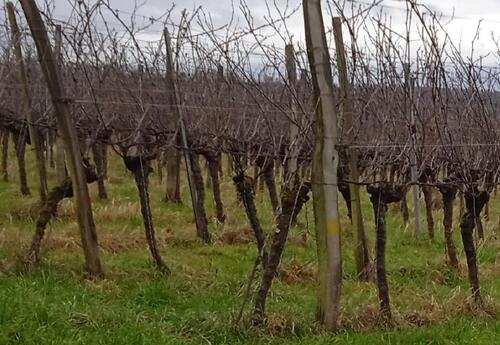 Foto - Grundst&uuml;ck zur Miete in Ringsheim