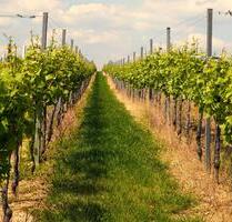 Rebflächen Eigener Weinberg in Baden-Baden - Bühl