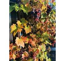 kleingarten abzugeben LeipzigPaunsdorf