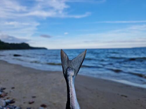 Foto - andere in Dranske zur Miete